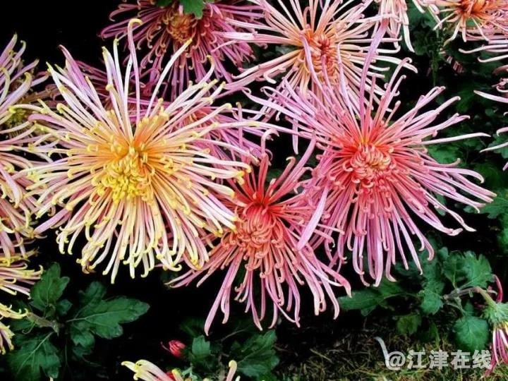 菊花1