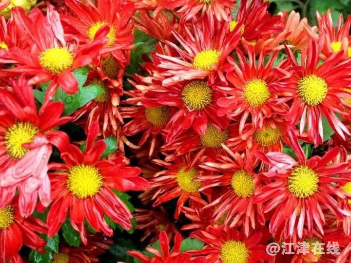 菊花2 