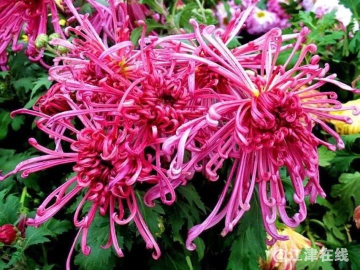 菊花3