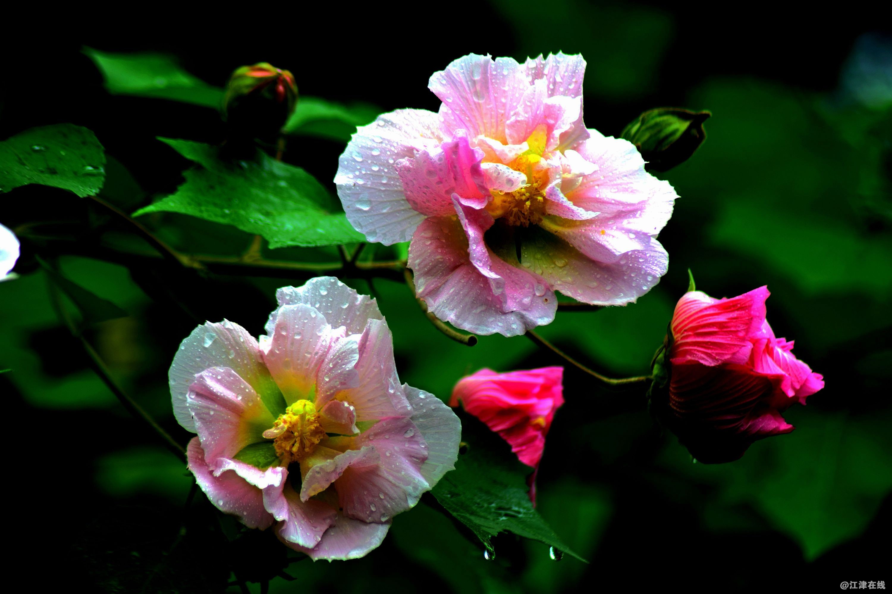 DSC_0002_副本_副本.jpg