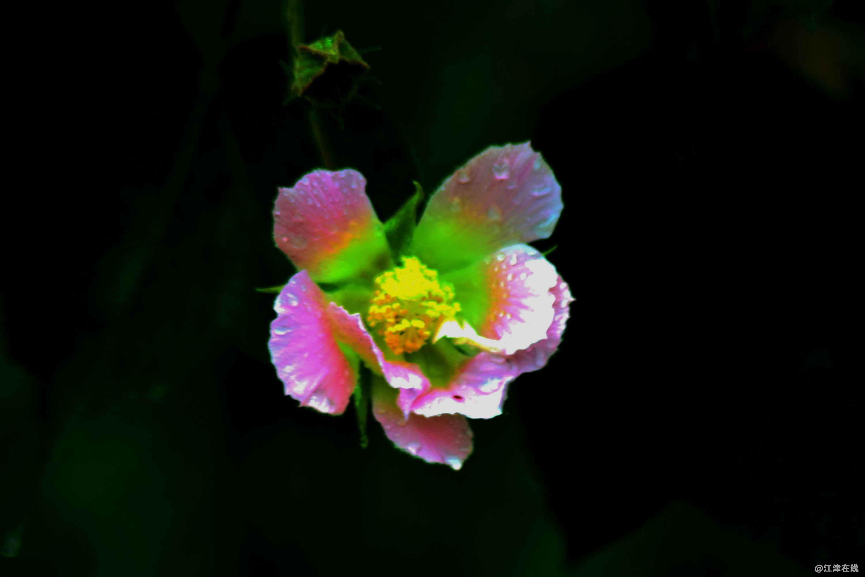 DSC_0009_副本_副本.jpg