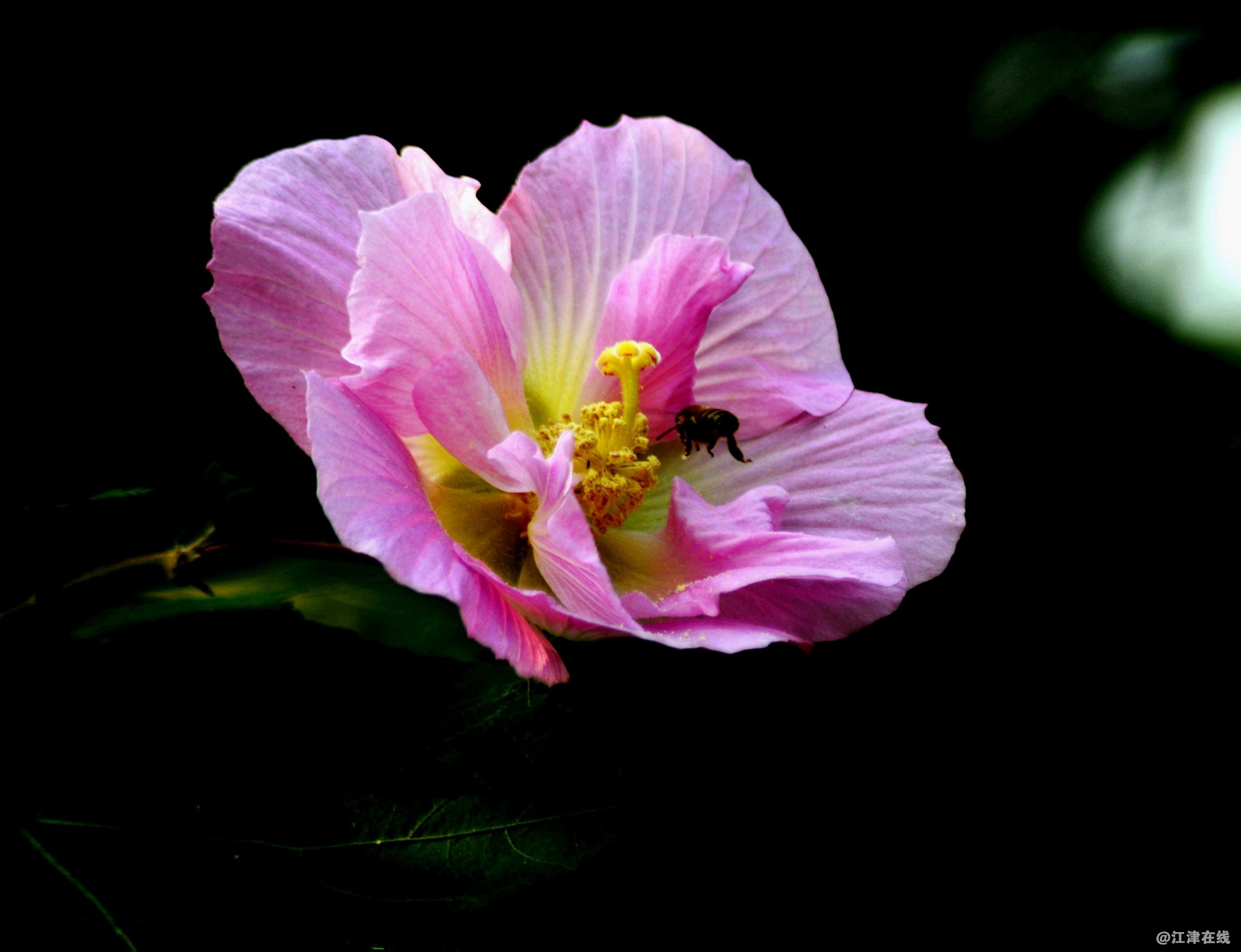 DSC_2336_副本_副本.jpg