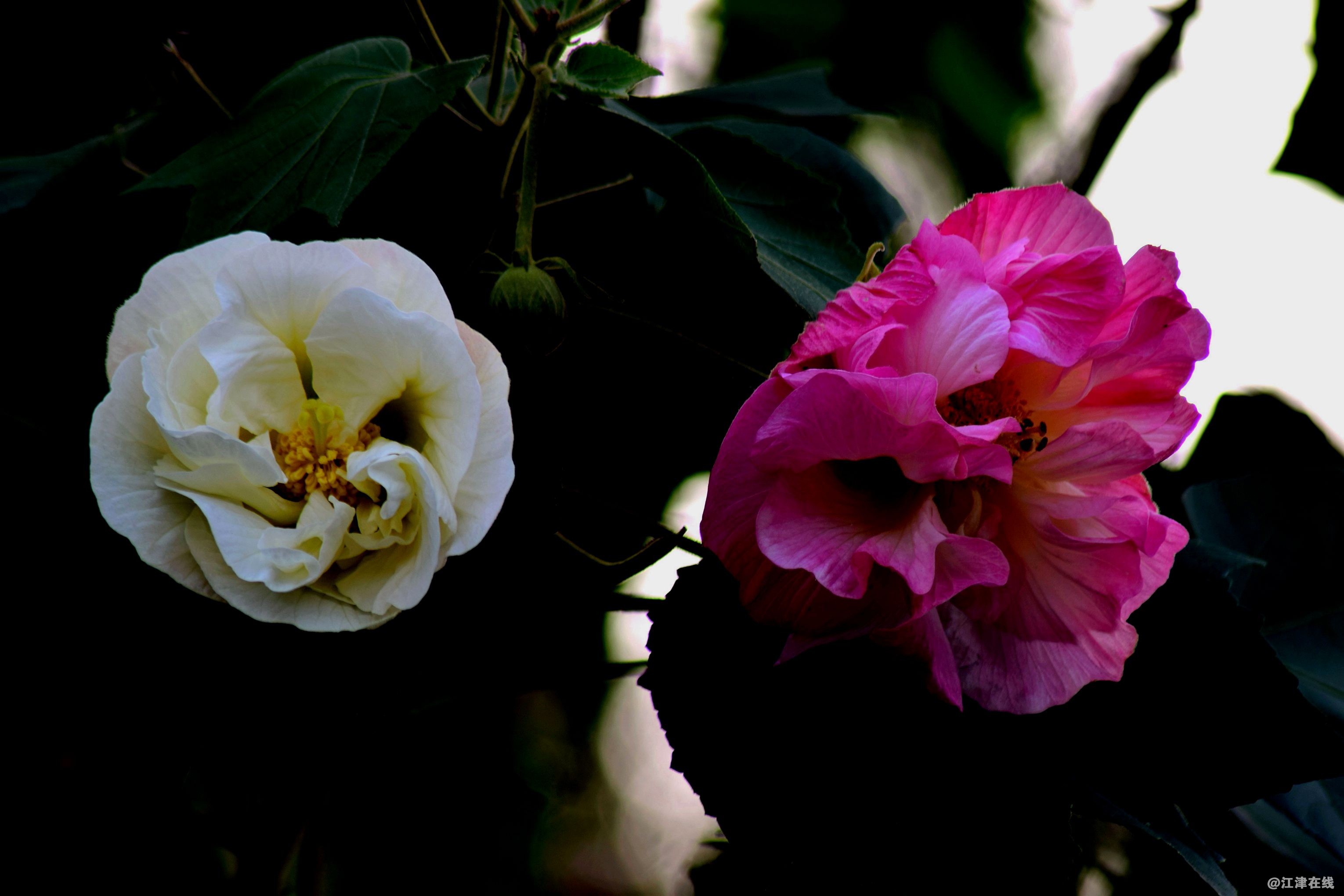 DSC_0049_副本_副本.jpg