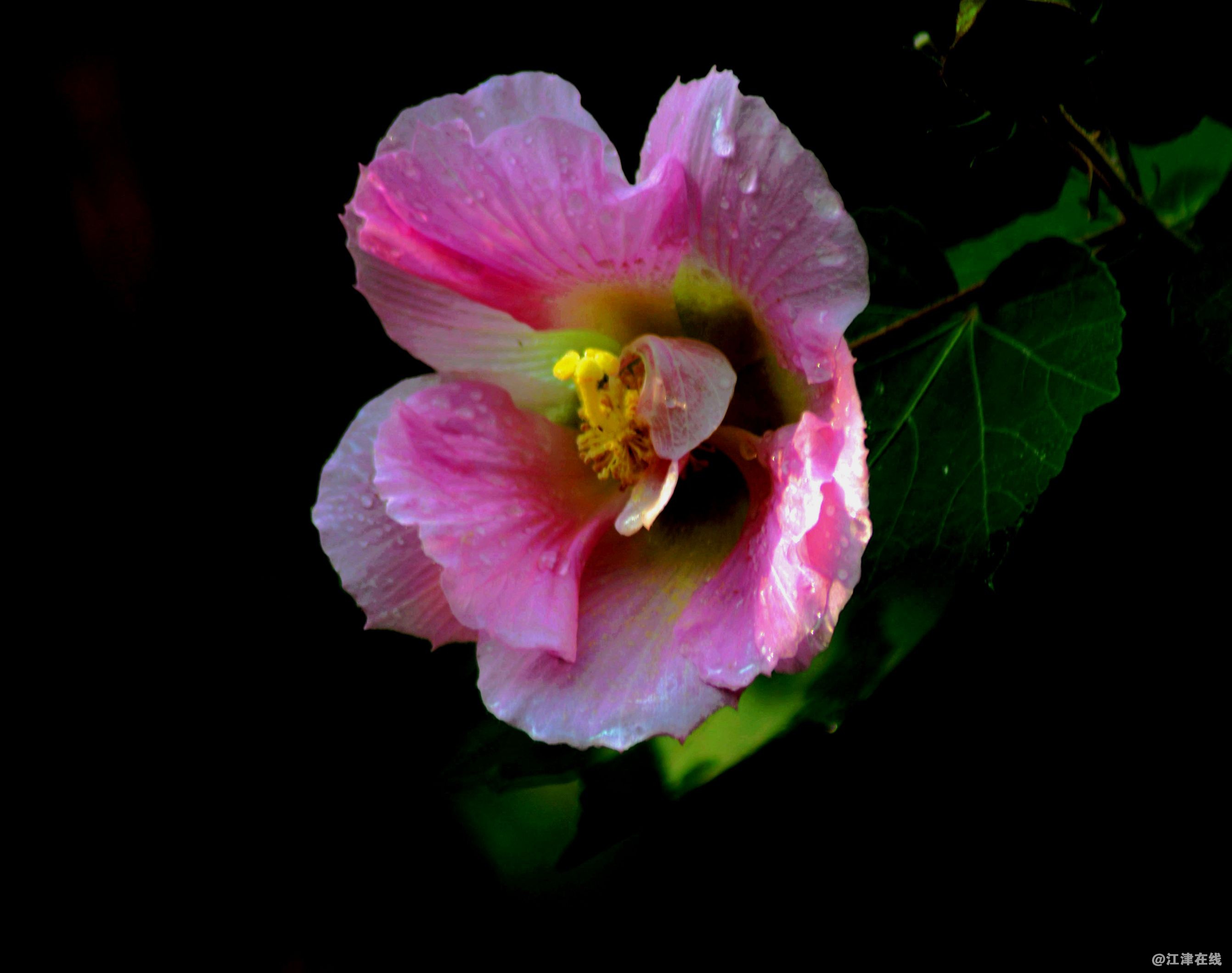DSC_2338_副本_副本.jpg