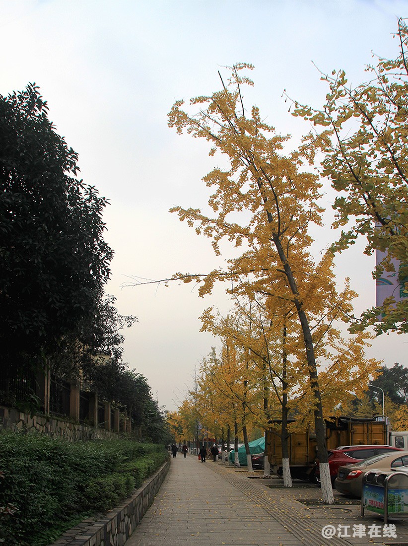 一抹金黄 (1).jpg