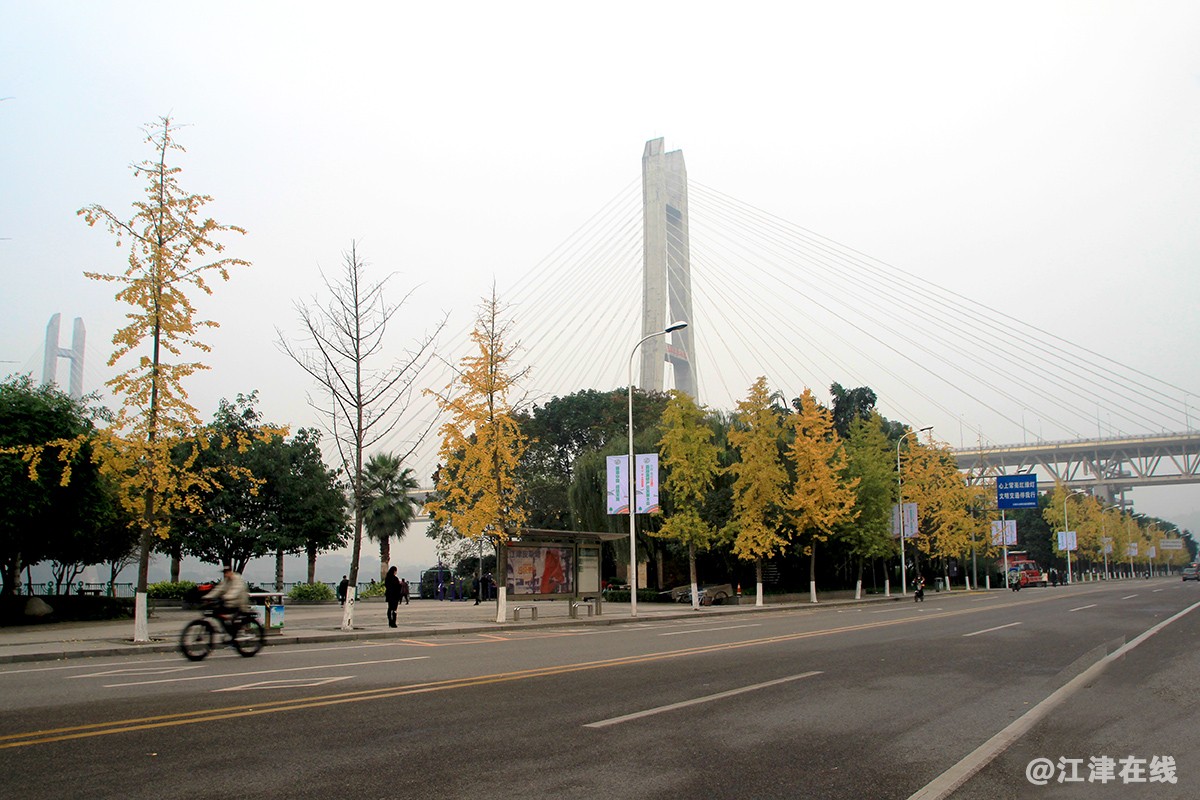 一抹金黄 (8).jpg