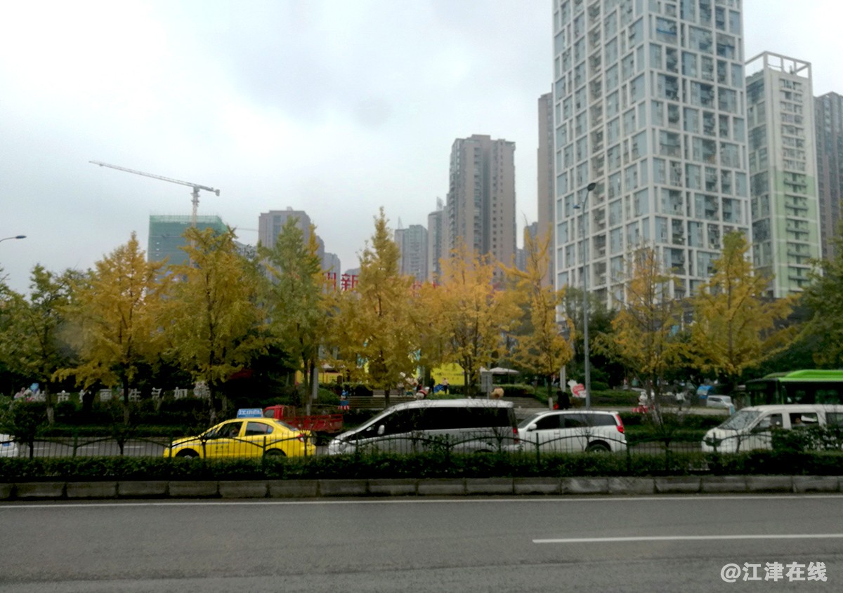 一抹金黄 (10).jpg