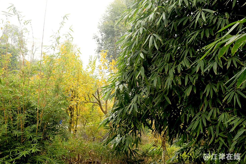 隆昌古宇湖 (33).jpg