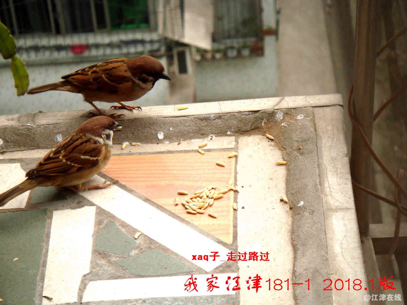 0.2 我家江津181 (1).jpg