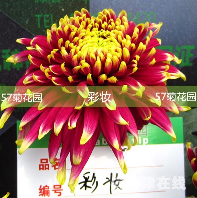 M37新品彩妆.jpg.jpg