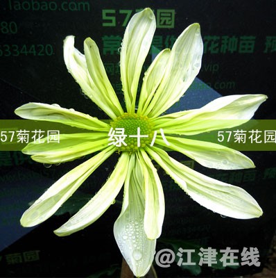 K19.jpg