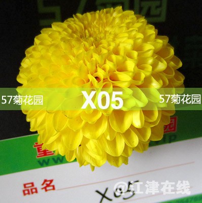 X05.jpg