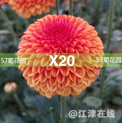 X20.jpg