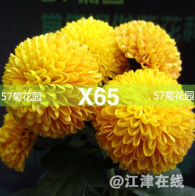 X65.jpg