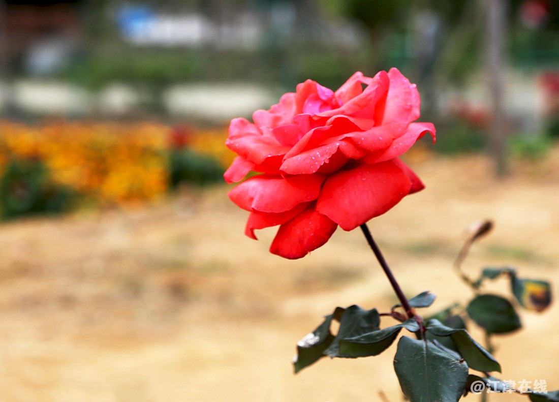 花 (18).jpg