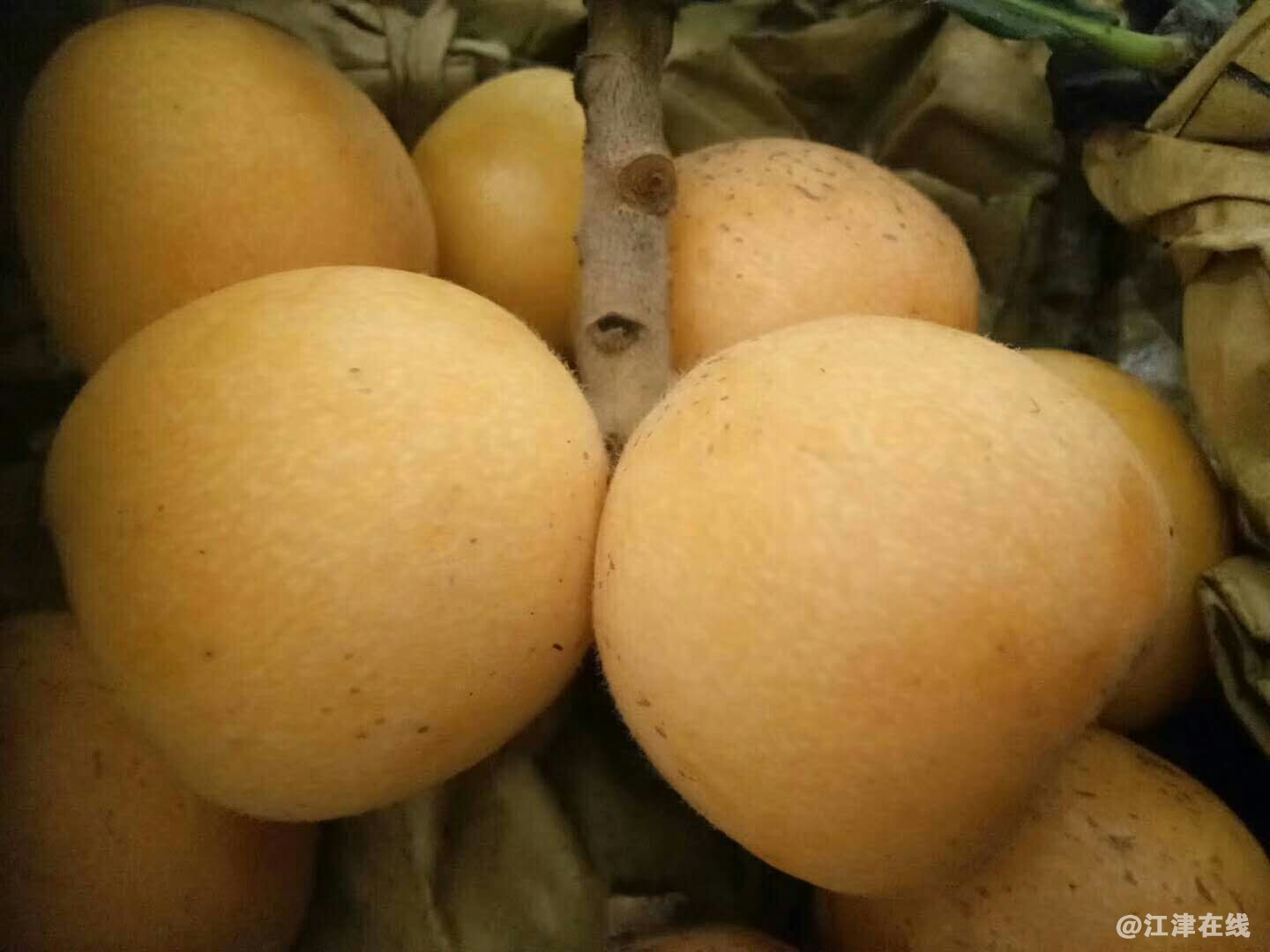 最好的品相