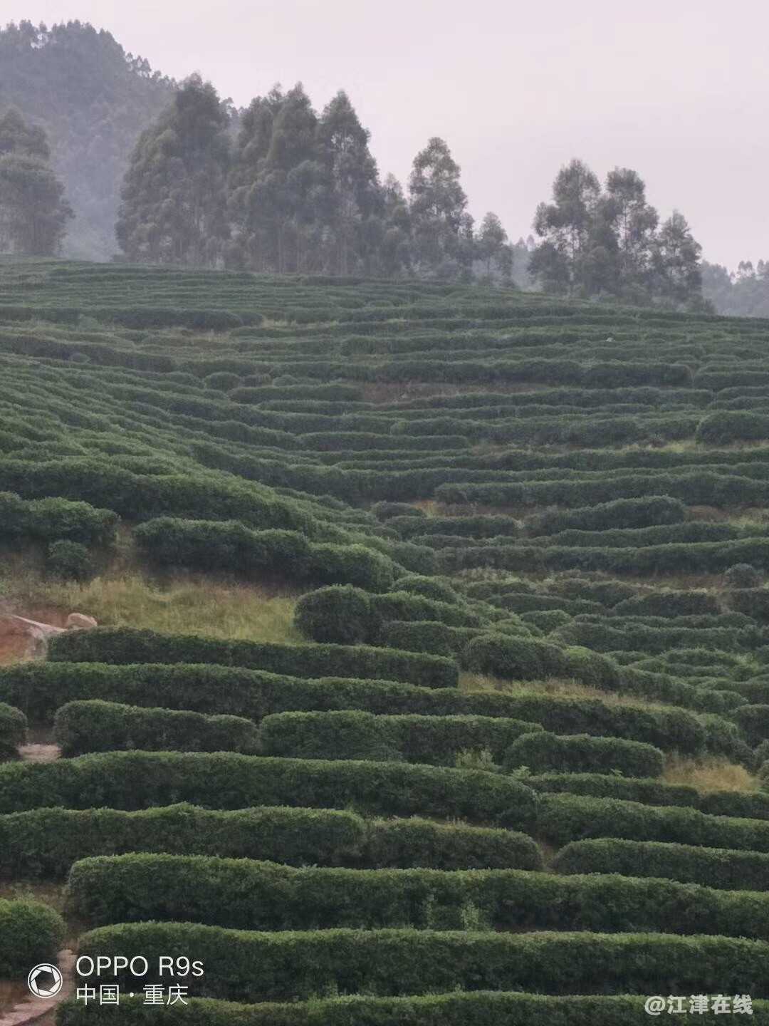 旁边就是千亩茶山