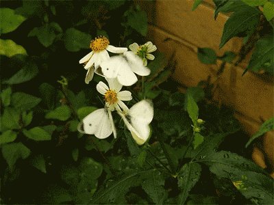 9.gif