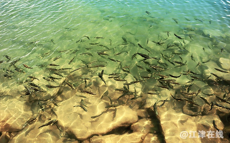 青海湖 (33).jpg