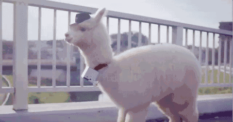 9.gif
