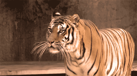 13.gif