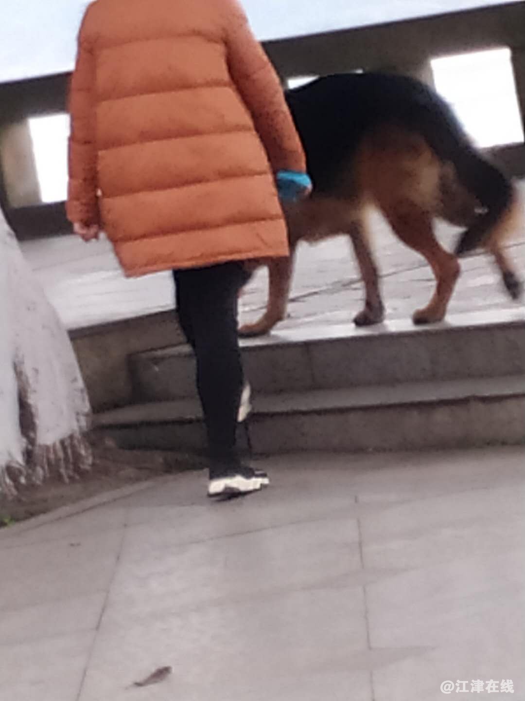 溜狗1.jpg