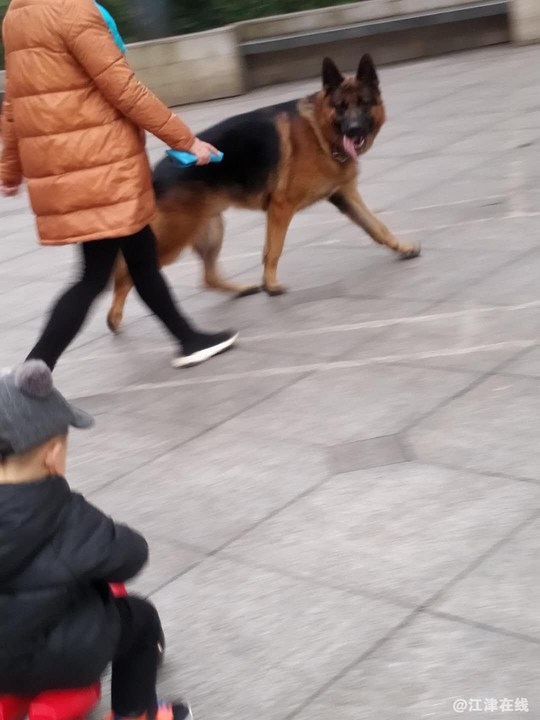 溜狗3.jpg
