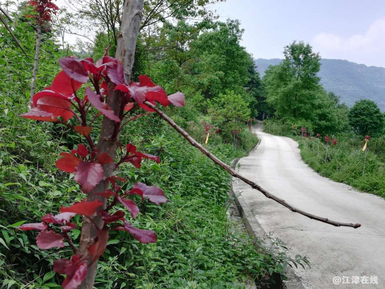 20190424_344383_1556095880571.jpg