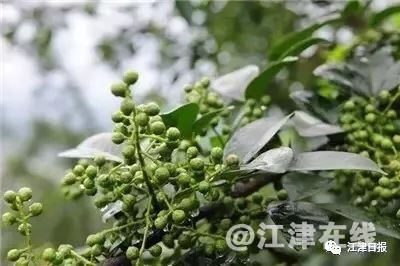 8F090202-374A-4AB3-ACE7-1CED61018062.jpeg