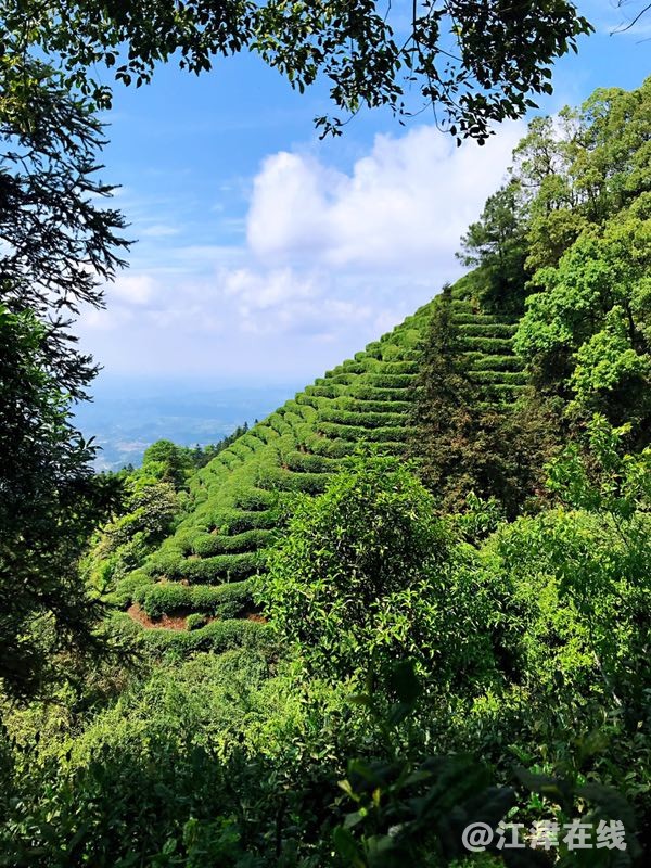 骆崃山富硒茶林