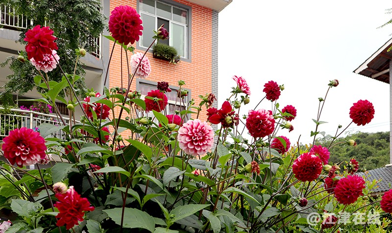 花果 (11).jpg