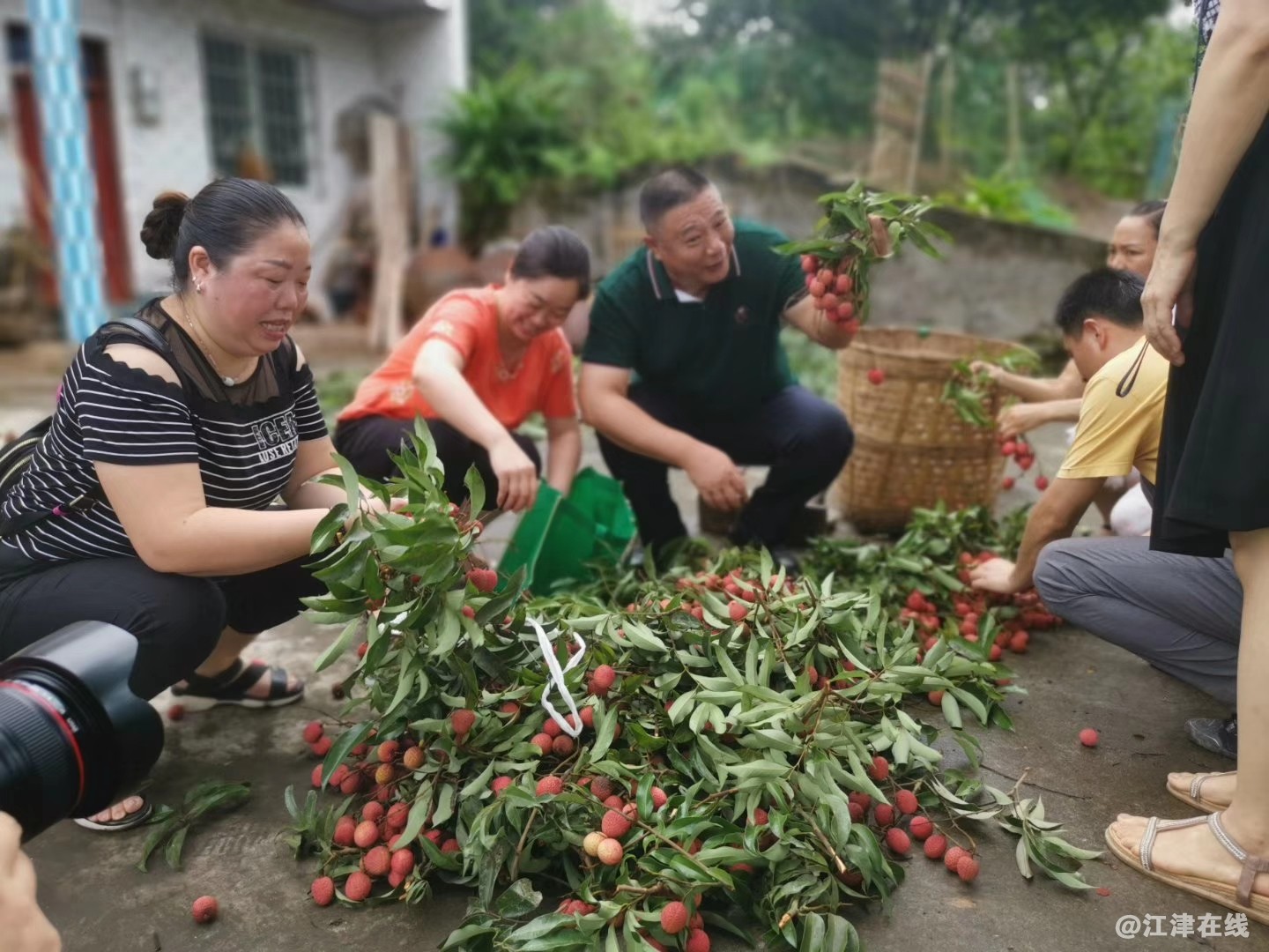 图为志愿者一起摘荔枝.jpg