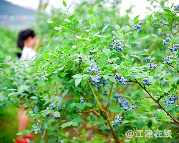 display_picture.php?url=https%3A%2F%2Fmmbiz.qpic.jpg