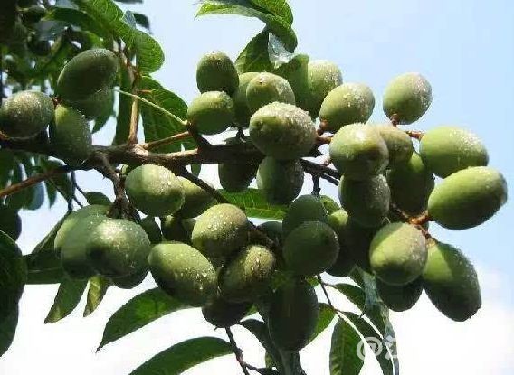 display_picture.php?url=https%3A%2F%2Fmmbiz.qpic.jpg