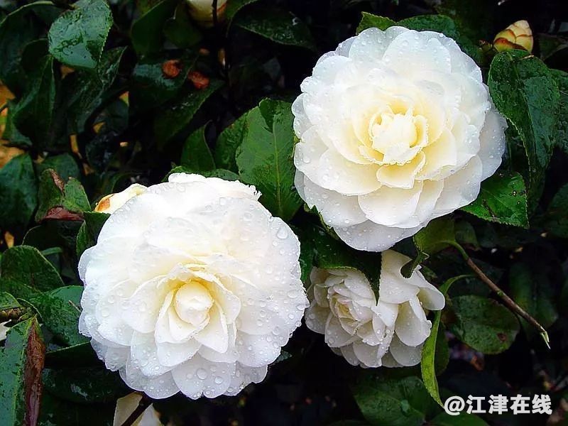 display_picture.php?url=https%3A%2F%2Fmmbiz.qpic.jpg