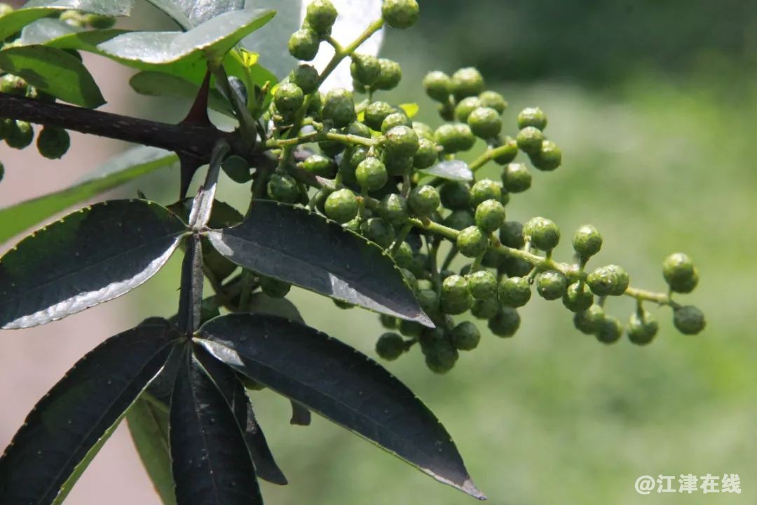 display_picture.php?url=https%3A%2F%2Fmmbiz.qpic.jpg