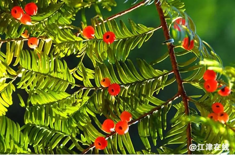 display_picture.php?url=https%3A%2F%2Fmmbiz.qpic.jpg