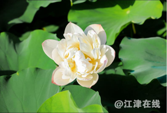 荷棠文化旅游节活动通稿07281192.png