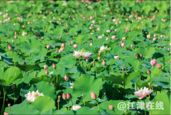 荷棠文化旅游节活动通稿07281602.png