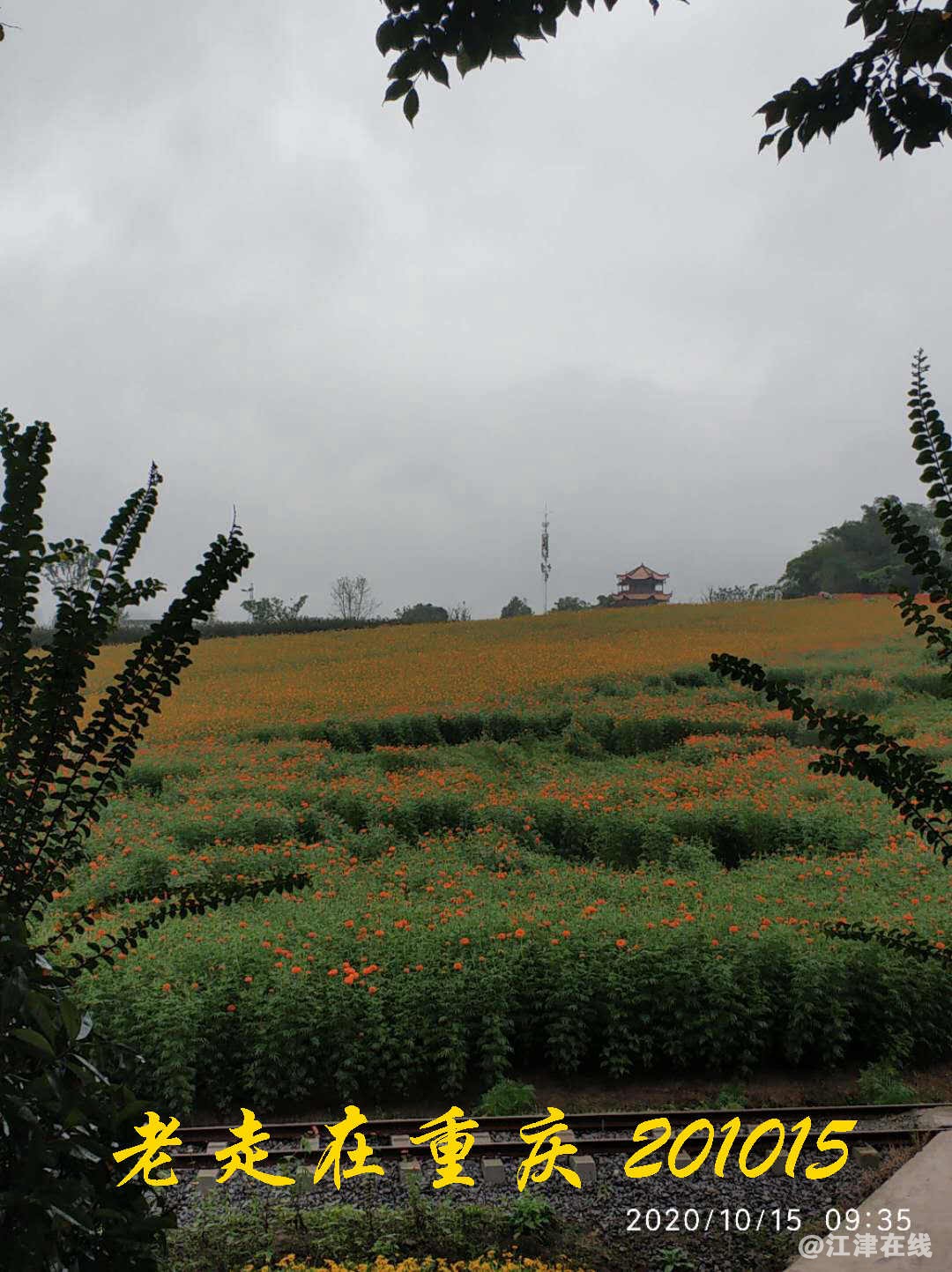 JYZ 20201015 WYB (118).jpg