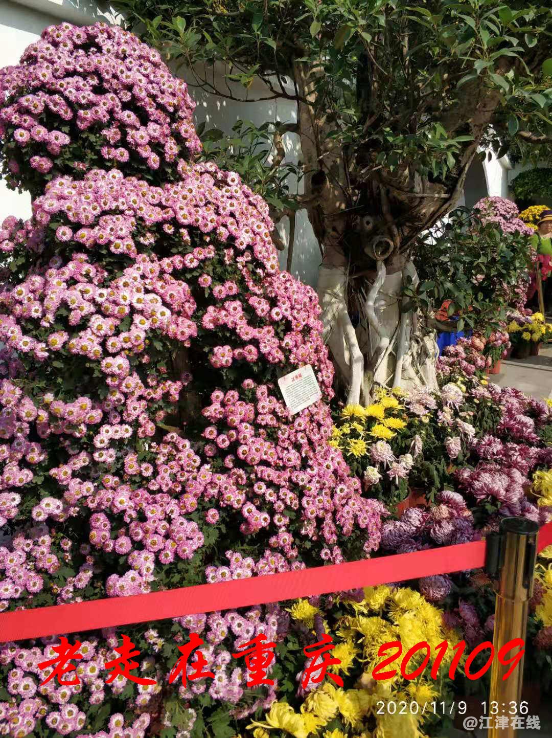 JYZ 20201109 WYB (370).jpg