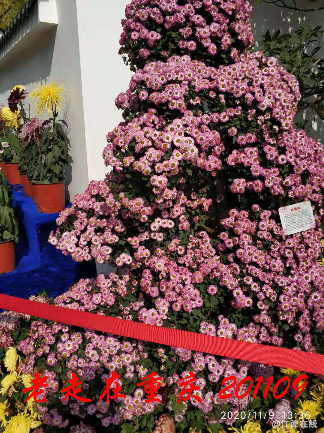 JYZ 20201109 WYB (374).jpg