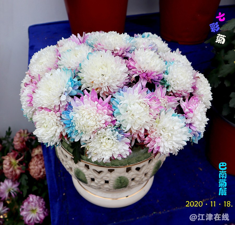 菊展 (10).jpg