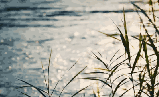 c04eb689526972cb6b30cb33842a7bbf-sz_1691490.gif