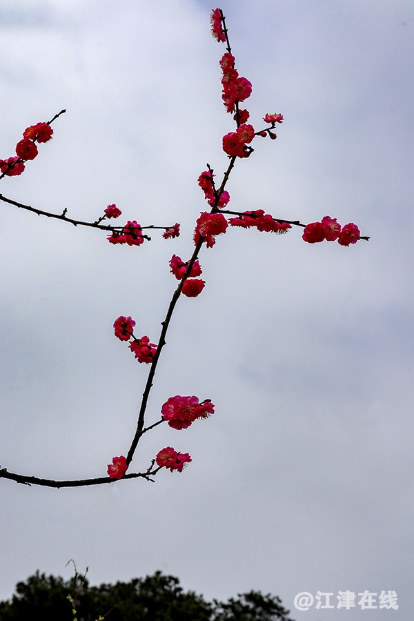桃红李白 (10).jpg