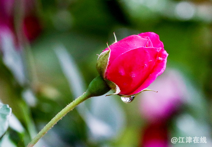 春花 (2).jpg