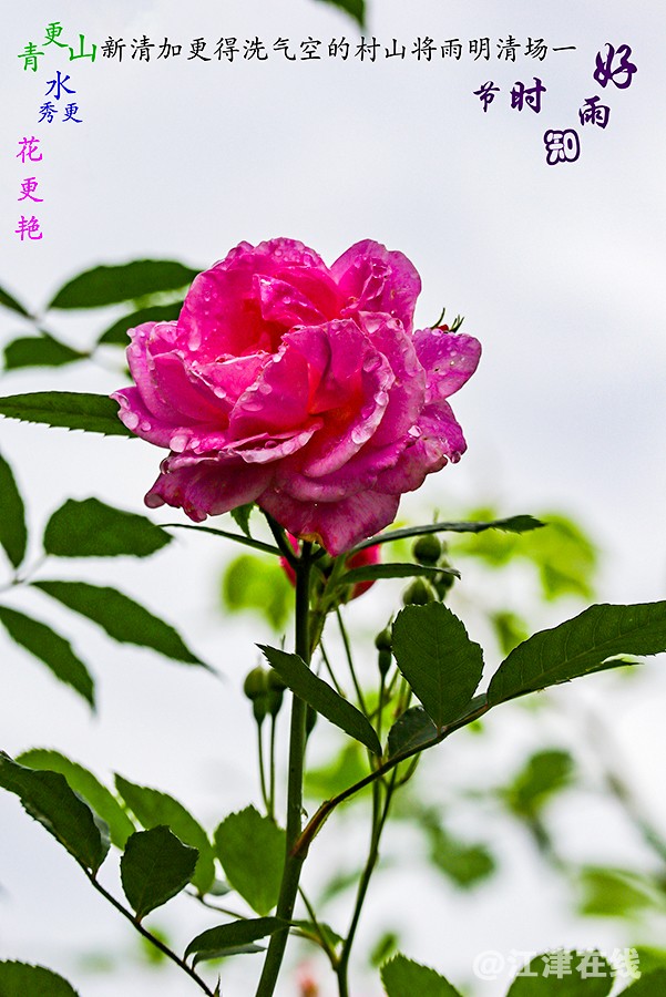 春花 (3).jpg
