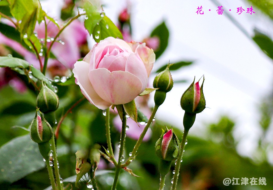 春花 (4).jpg