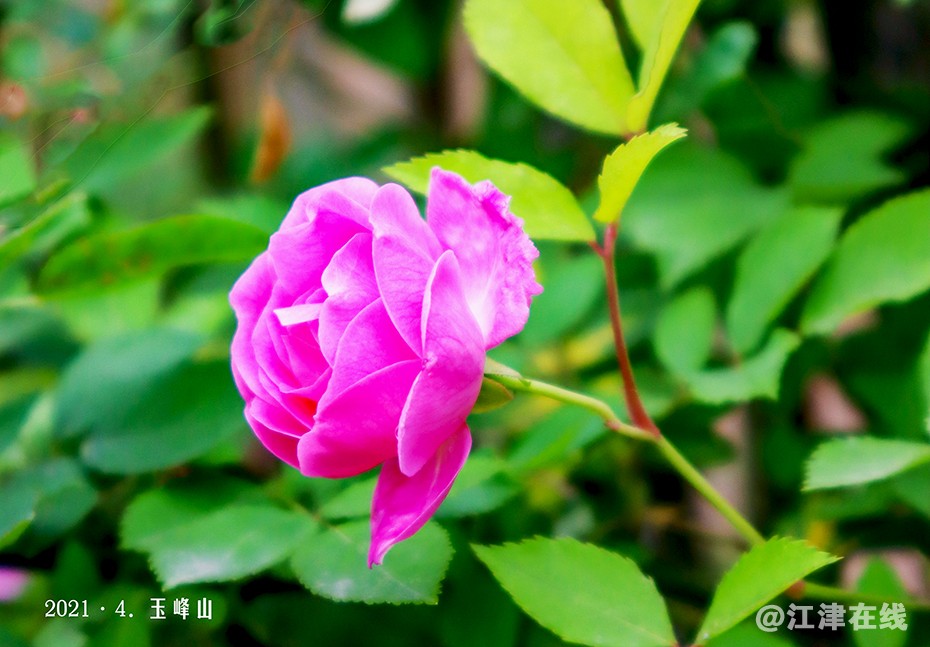春花 (5).jpg