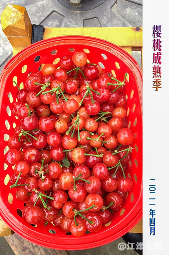 春花 (8).jpg